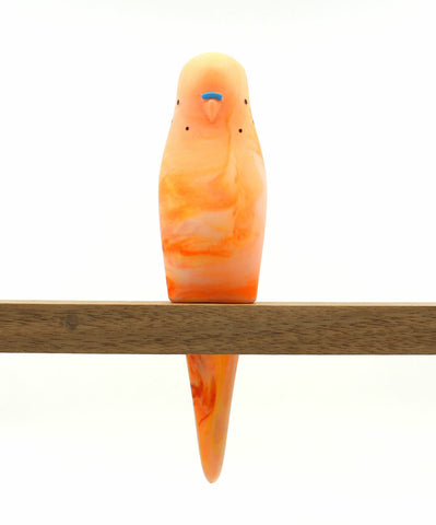 Budgerigar - Orange